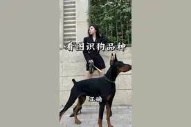 狗品种大全 #不养狗不知道养狗的乐趣 #养狗经验分享 #狗品种 #养狗的乐趣 #宠物狗 @抖音短视频视频封面