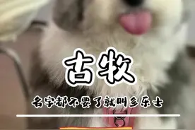 有多少人管古牧叫油漆狗的，先出来我看看#古牧 #古代牧羊犬 #牧羊犬 #养狗经验分享视频封面