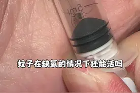蚊子的呼吸需要靠吸氧吗？ #蚊子 #给蚊子上一课 #抽真空 #有趣 #骚操作视频封面
