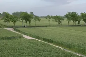 五一回了趟老家，发现村里好多老人都去世了，跟爸妈一样年纪的邻居们也都开始老了，村里嫁进来好多外地人都不认识，路上看见的小孩也不知道是谁家的，他们都以为我是外地过来的。其实…我才是这个村里长大的。#老家#你有多久没回家了视频封面