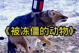零下30℃的天气有多冷，看看冻僵的动物就知道#野生动物零距离 #动物世界看人生百态 #内容启发搜索