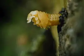 从产卵到羽化，花大姐的美丽进化史！ #动物科普 #昆虫视频封面