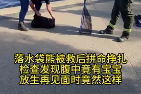 落水袋熊被救后拼命挣扎，检查发现腹中竟有宝宝，放生不久后再见面，小家伙竟这样。。#神奇的动物在抖音 #治愈系 #袋熊视频封面