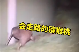 会走路的猕猴桃几维鸟没有翅膀的无翼鸟 #几维鸟 #新西兰动物 #无翼鸟视频封面