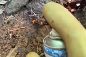 应邀处理伤人虎头蜂#金环虎头蜂 #户外找蜂 #户外捅马蜂窝