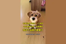 小狗第一次来姨妈#流浪狗不再流浪 #愿每个小狗都能遇见好的主人