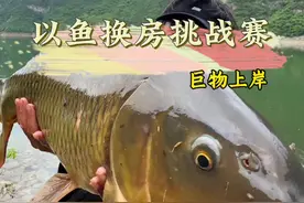 以鱼换房挑战赛 天崩开局，坚持不一定有收获，一直坚持肯定会有收获，终于出新手村了……#五一狂拉不停挑战  #钓鱼大师底窝料 #蓝鲫青春版 #化氏龙纹鲤五代 #川泽大物鲢鳙线组视频封面