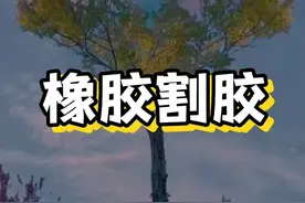 橡胶树割胶#植物科普#科普#橡胶树#割胶#海外知新