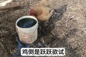 谁家好人请鹅喝薄荷茶啊#我的乡村生活 #乡村的生活 #家庭日常 #农村日常生活