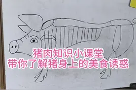 猪肉知识小课堂 带你了解猪身上的美食诱惑#猪肉 #知识 #小课堂 #画画 #美食分享