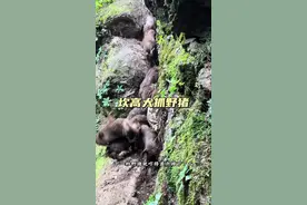坎高犬抓野猪 野猪泛滥，坎高犬是对付它们最佳的手段#解说版动物世界#内容启发搜索#看动物世界品百味人生#野生动物零距离#人与动物和谐共处