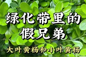大叶黄杨和小叶黄杨是绿化带里的“假兄弟”？常说的绿化带里的大叶黄杨其实是卫矛科卫矛属的冬青卫矛，而小叶黄杨是黄杨科黄杨属的植物。不过黄杨科黄杨属里也有正宗的大叶黄杨，不常出现在绿化带里。#大叶黄杨 #小叶黄杨 #冬青卫矛 #黄杨木雕 #千年矮视频封面