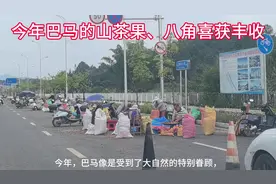 巴马山茶果、八角大丰收 #抖音助农扶农 #辛勤劳动者视频封面