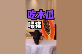 叔叔木瓜会不会鄙视普通木瓜？ 《猫不吃我吃》第五十集，挑食一姐终于吃了一盒猫罐头！ #小香猪 #动物配音 #萌宠进食记 #猫咪