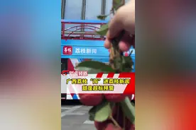 广西荔枝现身江苏台荔枝新闻，这场甜蜜邂逅，谁能顶得住？#广西壮族自治区农业农村厅#苏超#广西水果与苏超的奇妙邂逅#跟着水果游广西#荔枝新闻