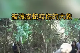 被泼皮蛇咬伤的大象还能活下来吗？ #野生动物零距离 #泼皮蛇视频封面