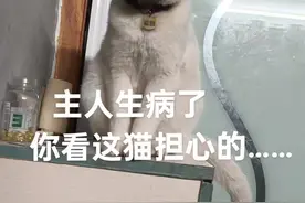 我和我的猫 三娃知道主人生病了，一直就这样守护着主人都晚上十点多了，还不去睡觉，直到主人耐心给它解释清楚了，才愿意去睡觉，此生养猫如此真的值了……#猫猫的心思全写在脸上了视频封面