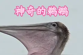 大嘴鹈鹕出人意料的举动#神奇的大自然 #内容启发搜索