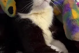 一只全身瘫痪的小猫，医生劝主人放弃，但在主人坚持不懈的照顾下，它顽强的活了下来，创造了一个生命的奇迹，它现在叫风，主人希望它能像风一样自由没有束缚！ #流浪的小狗
