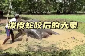 泼皮蛇咬伤的大象 救援被泼皮蛇咬伤的大象#神奇动物在抖音#解说版动物世界#内容启发搜索#看动物世界品百味人生#动物世界