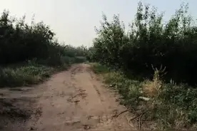 骆驼祥子里有一段话： “这世间的真话本就不多，一个女子的脸红，胜过一大段对白。” 可后来有了胭脂， 便分不清是真情还是假意。小的时候不懂，为什么一根绳子，可以拴住一头牛，让其在田间辛勤劳作一生！现如今，我知道一把无形的枷锁，把自己困在这一日三餐之间。原来牛和我都有着各自的致命弱点，牛的鼻子太软、怕痛！我的人生太短、怕穷！牛的一辈子，只是为了青草！而我用尽了一生，只为图个温饱！空有人间自由身，却非人间自由人！看似自由自在，实则身不由己！视频封面