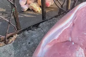 东北虎，美女虎吃肉打厨子全过程！#东北虎#动物园视频封面