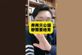 两只公猫不绝育，留着打架呢？ #养猫经验分享 #新手养猫 #猫行为纠正 #猫行为咨询 #孙文猫行为学