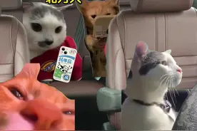 当这个季节北方人来南方#猫meme小剧场#回南天#真实还原#搞笑#南北方差异视频封面