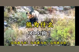熊为什么不吃狗？发一期科普视频吧#藏马熊#318川藏线 #西藏#新疆