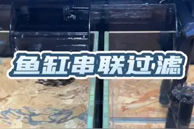 两台鱼缸公用一个过滤可以这样串联，你觉得怎么样#鱼缸过滤