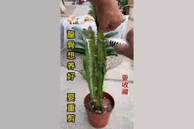 龙骨花#龙骨花的养殖方法视频封面