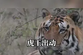 五百斤巨型老虎王发飙狩猎大野牛#动物世界精彩瞬间 #神奇的大自然视频封面