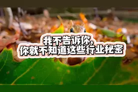 我不告诉你，你就不知道这些行业秘密#行业大揭秘视频封面