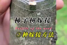 柿子树嫁接2种方法 #果树嫁接#柿子树嫁接 #创作灵感视频封面