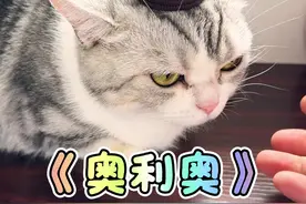 猫咪奥利奥～#万物可爱计划