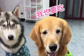 狗子吃烤鸭也太讲究了吧…#不养狗不知道养狗的乐趣 #狗狗的心思都写在脸上了 #狗子成精了 #金毛日常生活视频视频封面