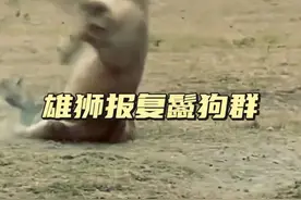 狮王报复鬣狗群 狮王单枪匹马杀入鬣狗群为母狮复仇#神奇动物在抖音#解说版动物世界#内容启发搜索#看动物世界品百味人生 #野生动物零距离视频封面