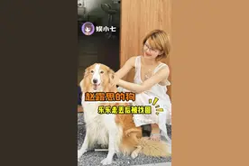 赵露思的狗狗“乐乐”走丢后被找回！#赵露思 #赵露思狗狗 #乐乐 #暖心 #动物