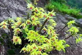 带你认识66种中草药，都是农村很常见的植物，学习更多中草药知识#植物科普#涨知识#中草药