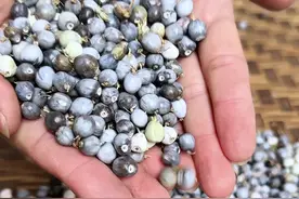 草珠子也叫菩提子、尿珠子，小时候我们最喜欢采摘它做成手串