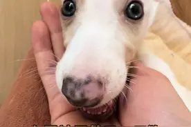 我终于知道它是啥品种了，它是小细狗越来越细了#萌宠出道计划 #动物的迷惑行为 #萌宠日常记录视频封面