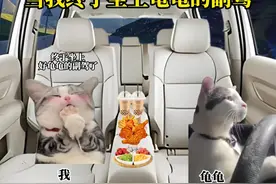 当我终于坐上了龟龟的副驾#猫meme #香蕉猫 #坐上闺蜜的副驾驶视频封面