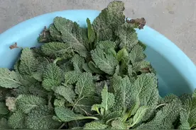 蛤蟆草的吃法#癞蛤蟆草 #纯天然绿色食品 #癞蛤蟆的药用价值 #蛤蟆草煮水喝有什么功效视频封面