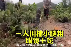 三人围捕小腿粗眼镜王蛇#动物世界#野猪#眼镜王蛇#大蟒蛇视频封面