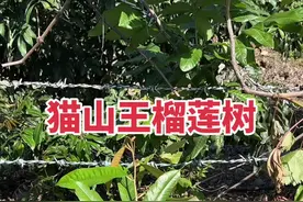 在中山坦洲种榴莲 我这颗猫山王榴莲种了三天就开始长芽了#喜欢榴莲的看过来 #种榴莲 #榴莲爱好者 #自家果园 #阿苇种植