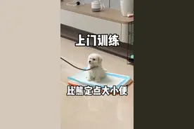上门训练比熊定点大小便，保姆级干货教程来了 快来学习训练你家小狗吧#狗狗定点上厕所 #狗狗乱拉乱尿怎么训 #南宁训犬#南宁上门训犬#比熊