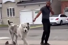 比特犬VS坎高犬，谁更厉害呢？#监控下的一幕 #比特犬 #坎高犬视频封面