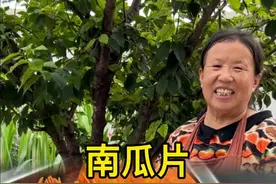 吃不完的老南瓜可以晒成南瓜片当零食，又甜又有嚼劲#南瓜片 #抖音美好丰收节 #中国农民丰收节 #抖音新农人 #让人回味无穷的乡村美食