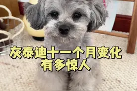 灰泰迪十一个月的变化有多惊人？ #是宠物更是家人 #萌宠日常记录 #灰泰迪 #灰泰迪幼犬 #灰泰迪返灰视频封面