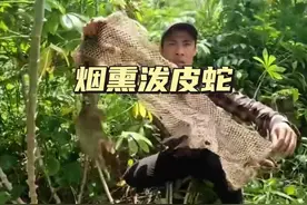 烟熏泼皮蛇 在寻找巨蟒的洞穴时却熏出一条泼皮蛇#解说版动物世界#野生动物零距离#内容启发搜索#看动物世界品百味人生
